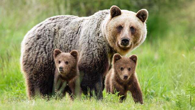 Bear Safety