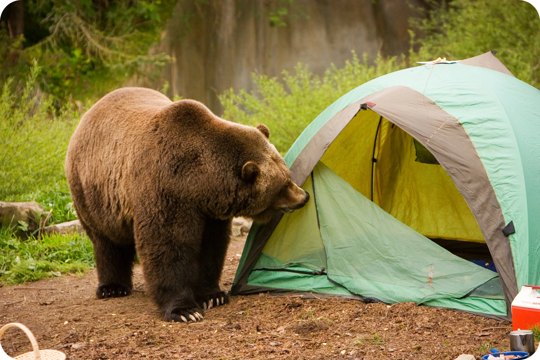 Working Safely in Bear Country
